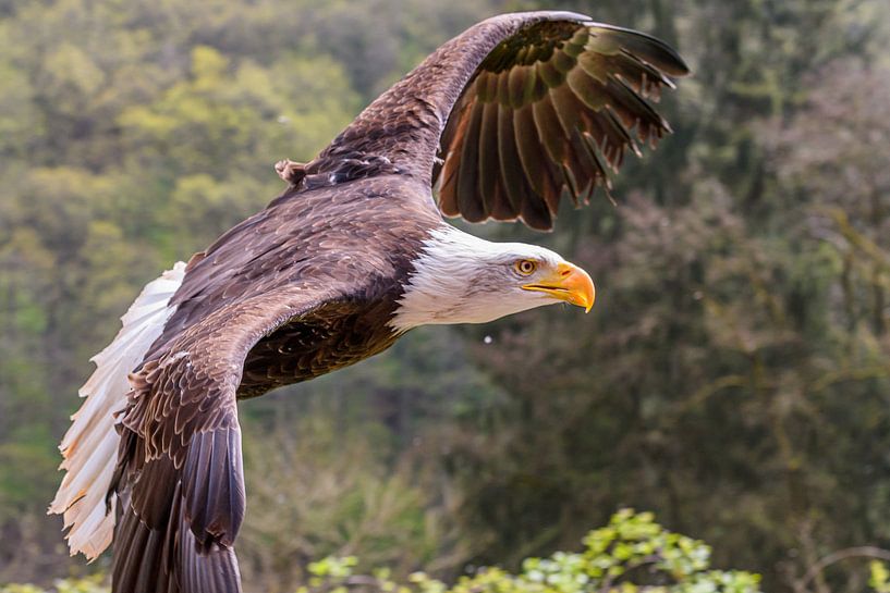 Fliege wie ein Adler von Jan Hoekstra