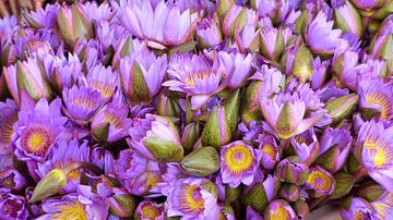 Paars lila lotus bloemen  van Gonnie van Hove