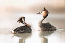 Eisvögel in sanften Farbtönen von Yvon van der Laan