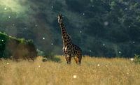 Giraffe in South Africa by Sanne Dost thumbnail