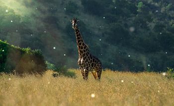Giraffe in South Africa