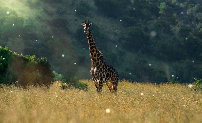Giraffe in South Africa by Sanne Dost