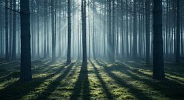 Lichtstille im Nebelwald – Mystische Waldszenerie von ButterflyPix