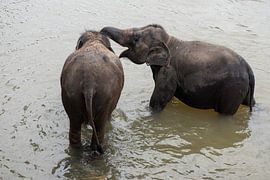 Elephants in Sri Lanka van Roland de Zeeuw