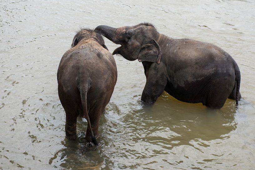 Elephants in Sri Lanka by Roland de Zeeuw