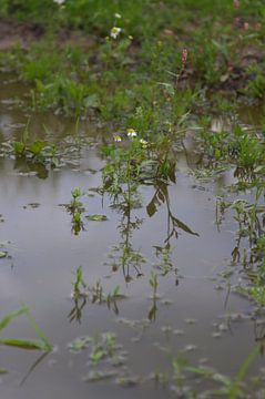 Spiegel van een bloem