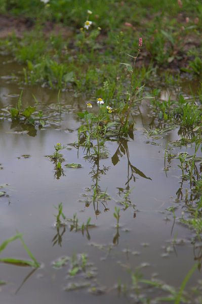 Spiegel van een bloem by Edwin Martens