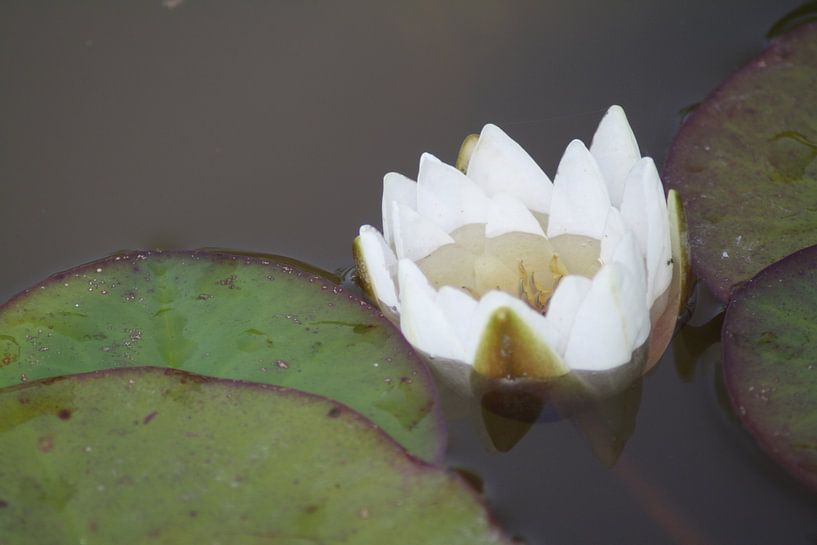 Waterlelie van Jetty Boterhoek