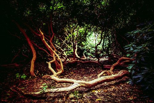 Haunted forest