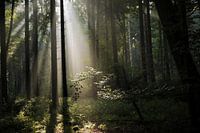 Forestlight