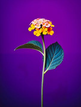 Blume Lantana Portrait von Virgil Quinn - Decorative Arts