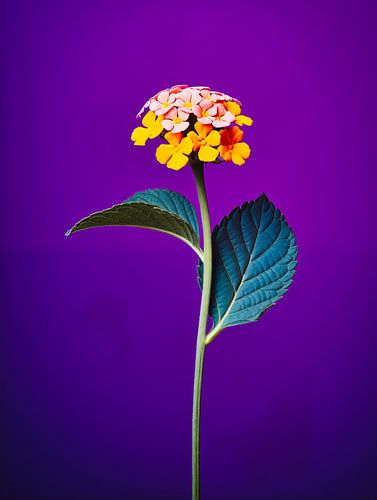 Portrait d'une fleur de lantanier