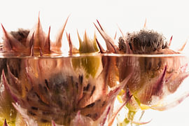 Protea in Ice by Marc Heiligenstein