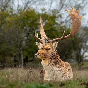 Majestic Sentinel: Ein Damhir, der sich in der Amsterdamse Wa ausruht