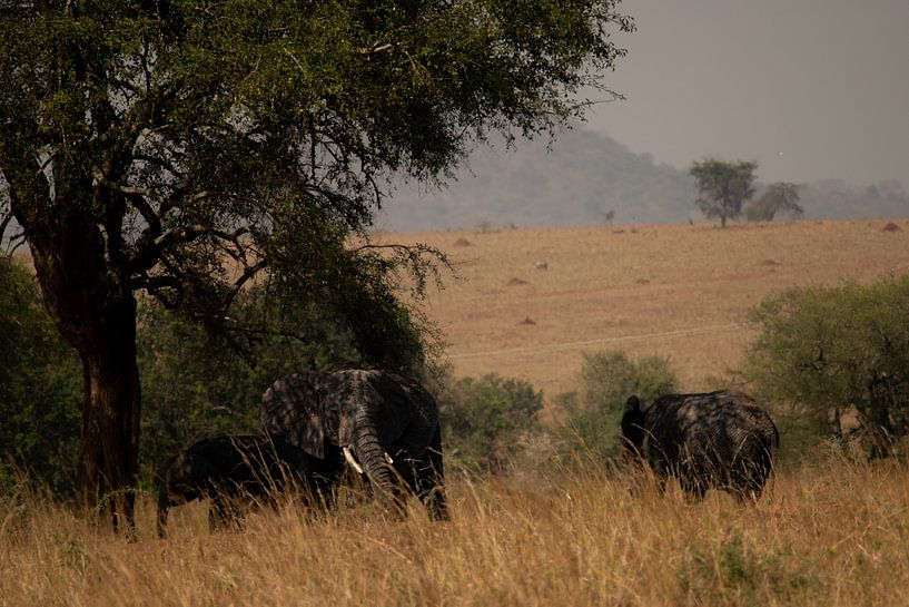 Timeless rhythm - Elephants on the plains of Uganda by Rick Massar