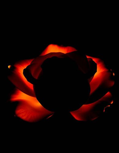 Ember Rose VIll