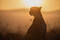 Cheetah during the sunset 2
