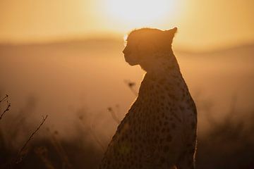 Jachtluipaard tijdens de zonsondergang 2 van Andius Teijgeler