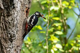Great spotted woodpecker by Niels Hamelynck