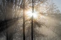 Winter in the Alblasserwaard