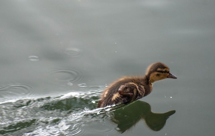duck race by Thomas Depauw