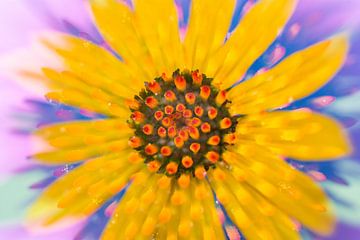 Artistieke bloem in vrolijke zomerse kleuren van Lisette Rijkers