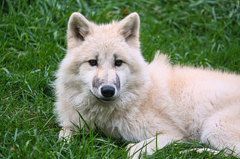 Jeune loup blanc, photographié au Wolfspark Werner Freund.