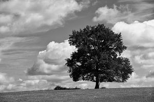 De Boom