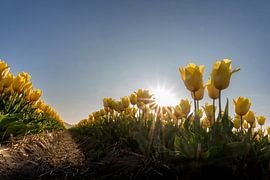 Tulip field (4) by Cor Tervoort