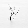 Dead tree in lake by Johan Zwarthoed