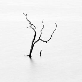 Dead tree in lake by Johan Zwarthoed
