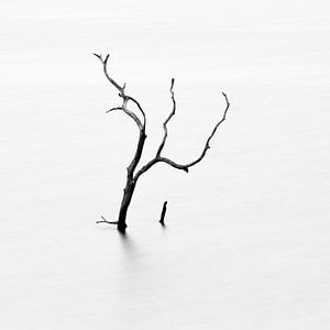 Toter Baum im See von Johan Zwarthoed