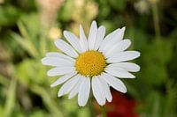 Kamille mit grünem Hintergrund "Glückliche Sonne