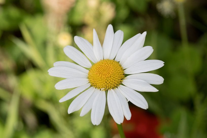 Kamille mit grünem Hintergrund &quot;Glückliche Sonne von Ivonne Fuhren- van de Kerkhof
