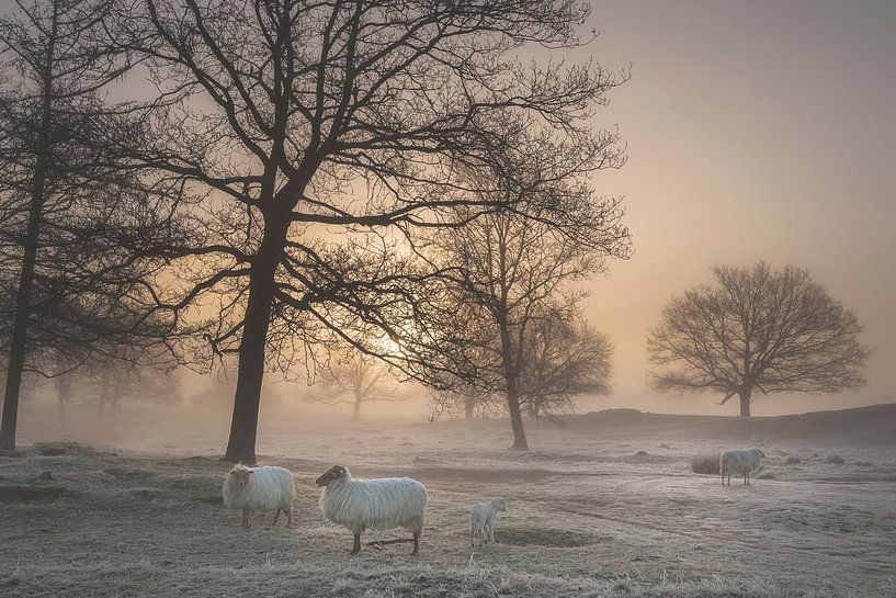 Foggy morning. by Piet Haaksma