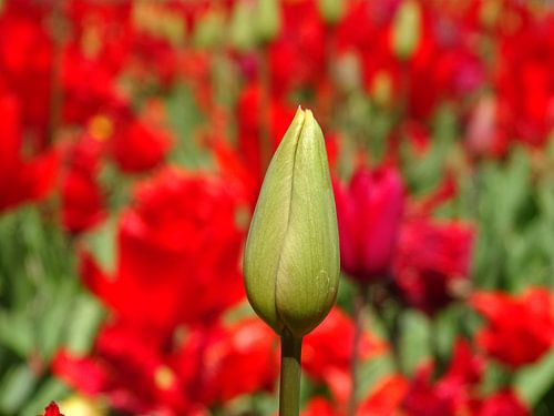 Tulp
