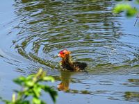Jonge meerkoet