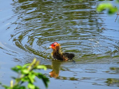 Jonge meerkoet