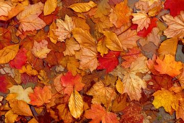 Autumn van Caroline Lichthart