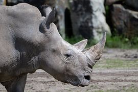 Nashorn – Kraft in der Stille von Daan Okhuijsen