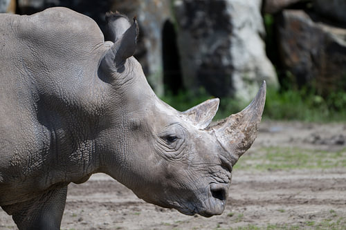 Nashorn – Kraft in der Stille