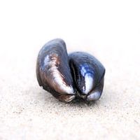 Muscheln