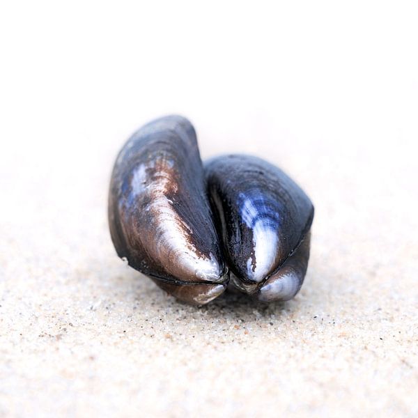 Muscheln von Jeroen van der Pluijm