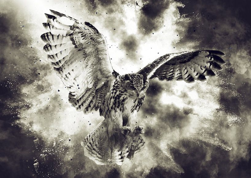 Owl by Mateo