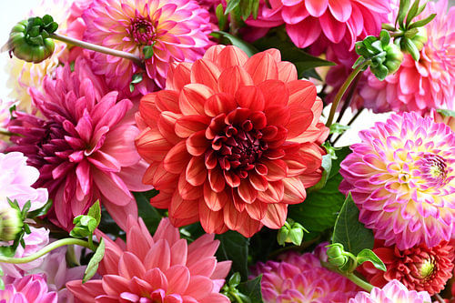 Veldboeket Chrysanten
