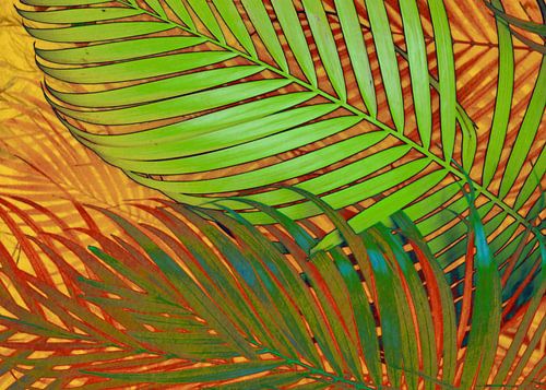 TROPICAL LEAVES POP-ART no5