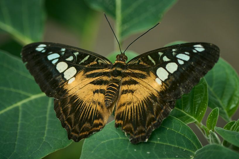 Butterfly ... by Eric Fotografie