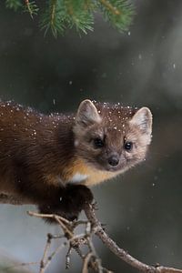 Baummarder / Fichtenmarder ( Martes americana ), Jungtier von wunderbare Erde