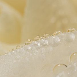 Minimalistische eenvoud: Druppels op een blad van een roos van Marjolijn van den Berg