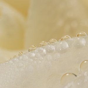 Minimalist simplicity: Drops on a rose leaf